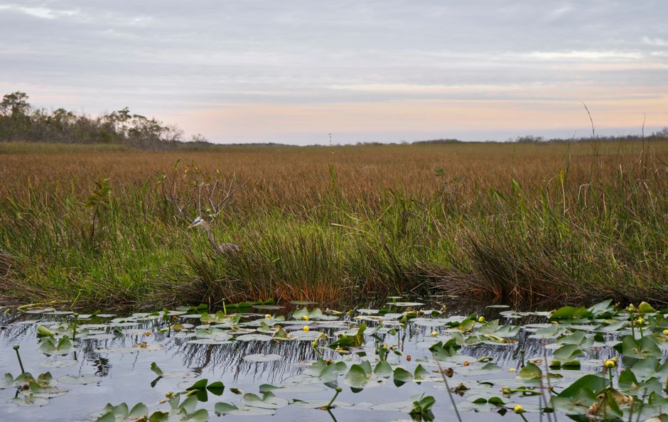 Group of tourists on an airboat tour through the Florida Everglades